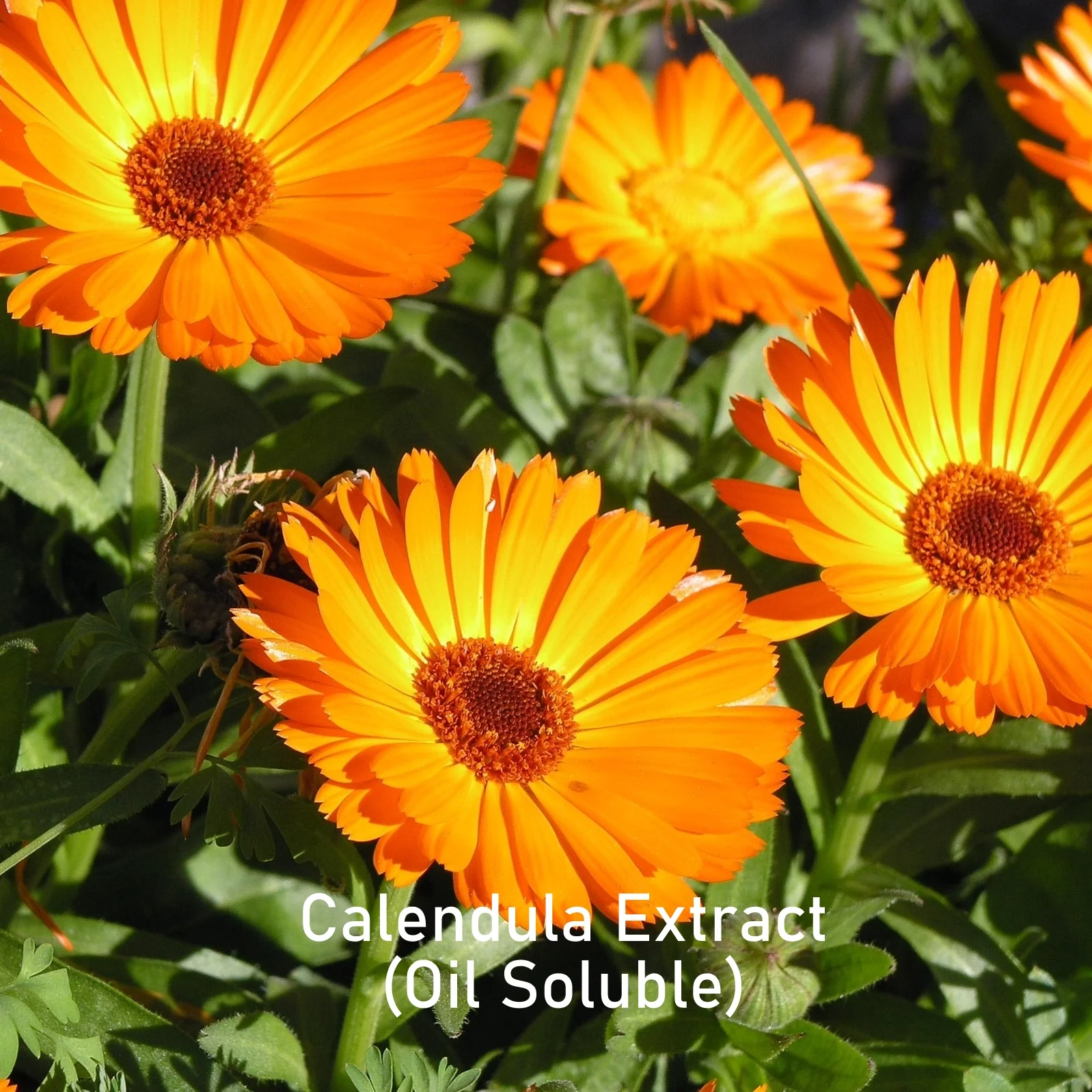 Calendula Extract (Oil Soluble)