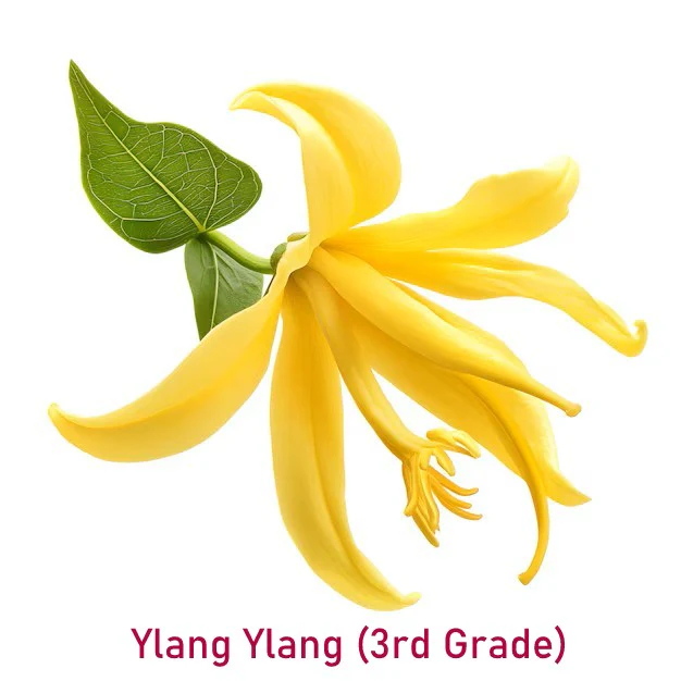 Essential Oil - Ylang Ylang (3rd Grade)